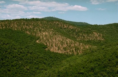 a Mediterranean forest