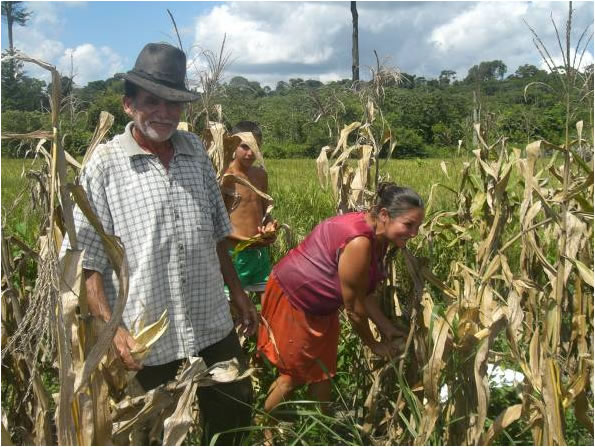 Roça permanente